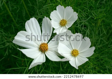 Cosmos bipinnatus 'Purity' is an annual Asteraceae with white flowers