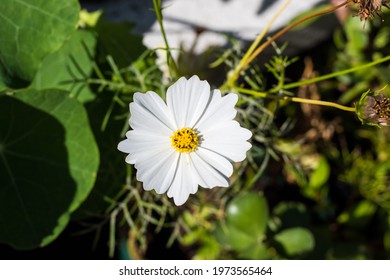 Cosmos bipinnatus 'Sonata White' - herbaceous perennial plants