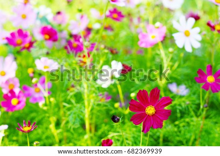 Cosmos bipinnatus, Summer multicolored flowers similar to chamomile