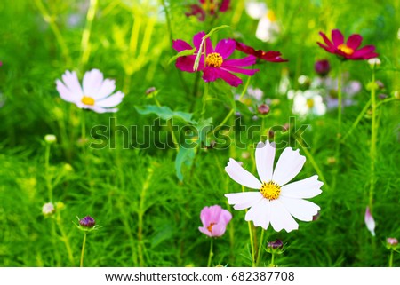 Cosmos bipinnatus, Summer multicolored flowers similar to chamomile