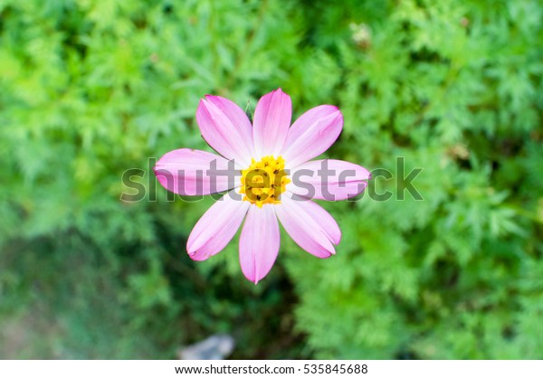 Cosmos Caudatus Flower Known Malay Bunga Stock Photo Edit Now 535845688