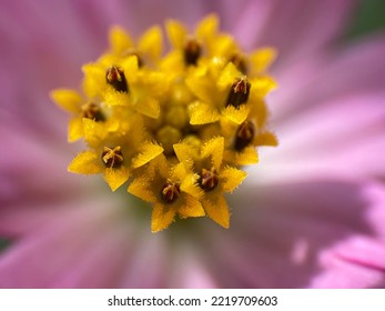 Cosmos Caudatus Kunth A Flower With Purplish Pink Flower With Yellow Pistil With Macro Photography. No People