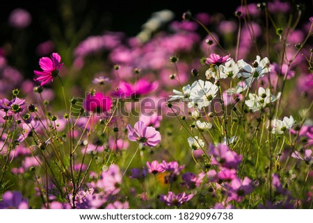 Image, Stock Photo Flower mixture II Nature