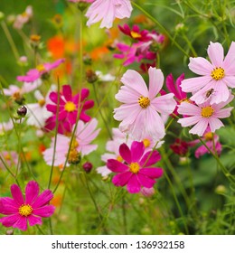 The Cosmos Flower