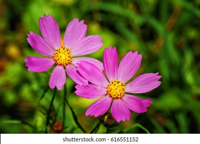 Cosmos Flower