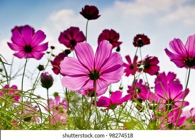 The Cosmos Flower