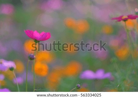 Similar – Image, Stock Photo Colorful flower mixture, meadow flowers