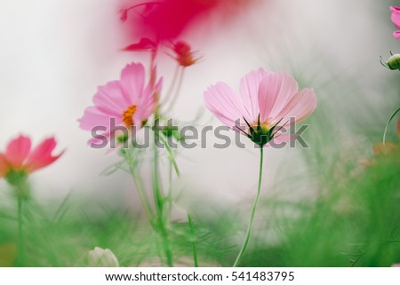 Similar – pink daisy Natur Frühling