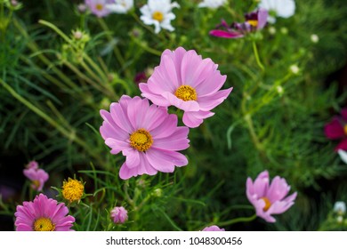 Royalty Free Flower Images Hd Stock Images Shutterstock