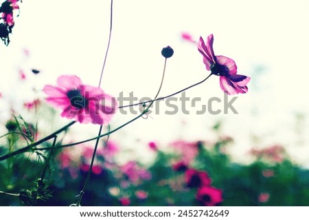 Similar – Image, Stock Photo Cosmea blossoms in late evening light, vintage mood, flowers