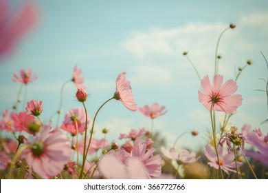Cosmos flower blossom in garden - Shutterstock ID 366772766