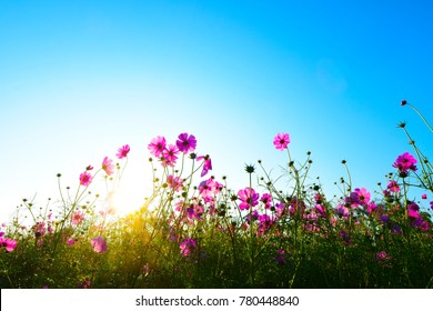 Cosmos flower and blue sky