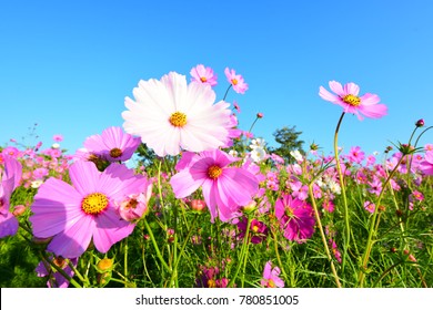 Cosmos Flower Blue Sky Stock Photo 780851005 | Shutterstock