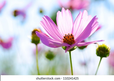 Cosmos Flower Close Up View