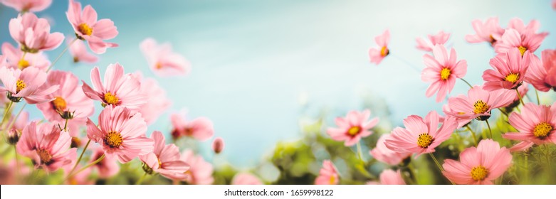 コスモス畑 の画像 写真素材 ベクター画像 Shutterstock