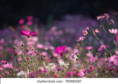 Field Cosmos Flower Stock Photo 1011699703 | Shutterstock