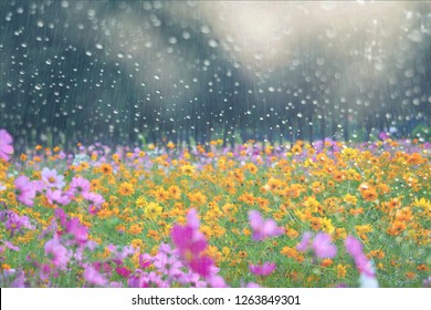 Cosmos flower field and drop Rain, Looking Through the Window Glass