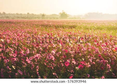 Cosmos flower field with fog and morning sunlight, Big forest as background, Selective focus at front