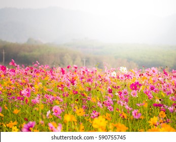 Cosmos Flower Field On Mountain