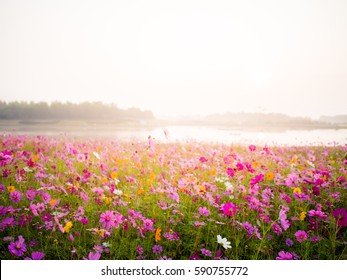 Cosmos Flower Field On Mountain