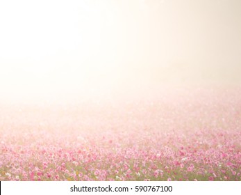 Cosmos Flower Field On Mountain