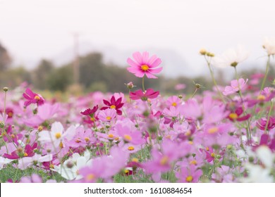 Field Cosmos Flower Stock Photo 1011699703 | Shutterstock