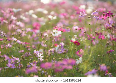 Cosmos in a flower garden,autumn scenery - Shutterstock ID 1611596524