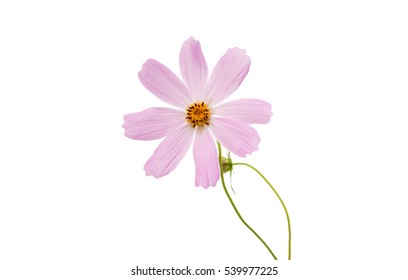 Cosmos Flower Isolated On White Background