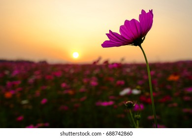Sunset flower