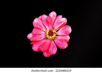 Cosmos Flower With Pink Petals With Rain Drops Isolated Over Black Background. Ornamental Plant Of Daisy Family.