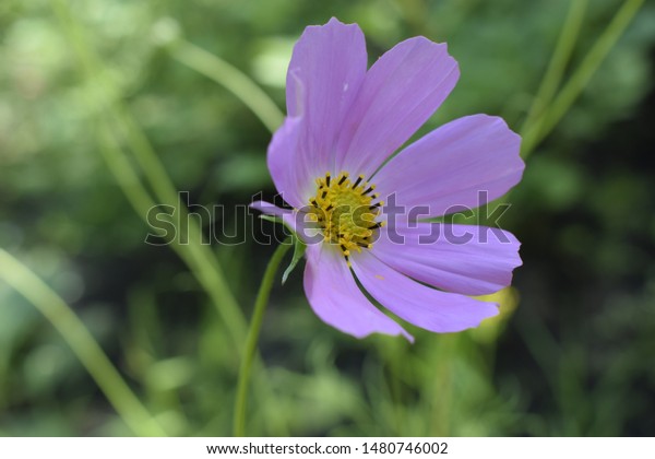 Cosmos Flower Summer Garden Decorative Pink Stock Photo Edit Now 1480746002