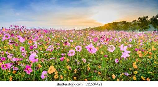 269,866 Cosmos Field Images, Stock Photos & Vectors 