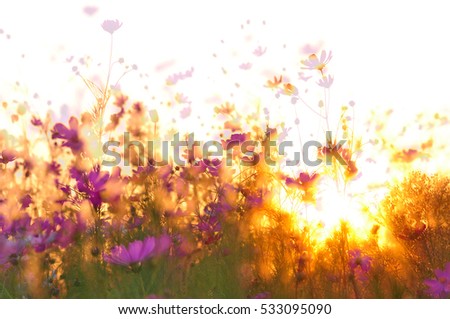 Similar – summer meadow Colour photo