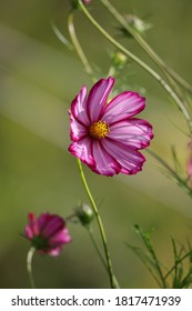 Cosmos Flower In Tulle. Corrèze.