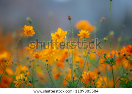 Similar – Mohnfeld Mohnblumen Blume