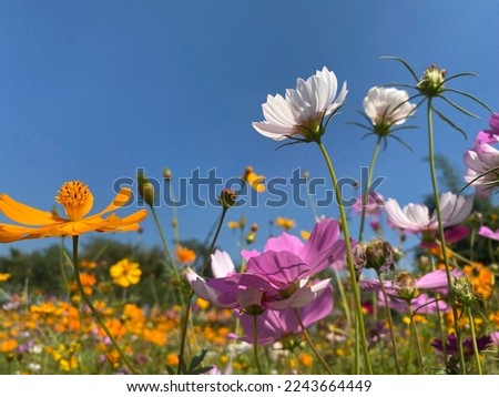 Once upon a time; flowers and grasses of a flower meadow