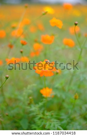 Similar – Mohnfeld Mohnblumen Blume