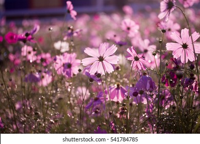 Cosmos Flowers Background Stock Photo 541784785 | Shutterstock