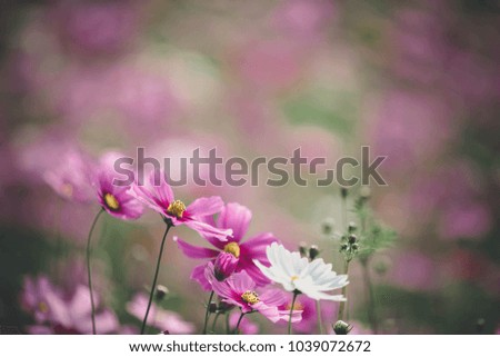 Similar – pink daisy Natur Frühling