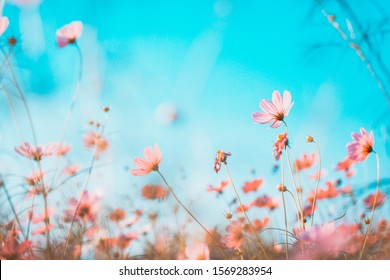 Cosmos flowers beautiful in the garden - Shutterstock ID 1569283954
