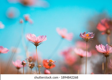 Cosmos flowers beautiful in the garden - Powered by Shutterstock