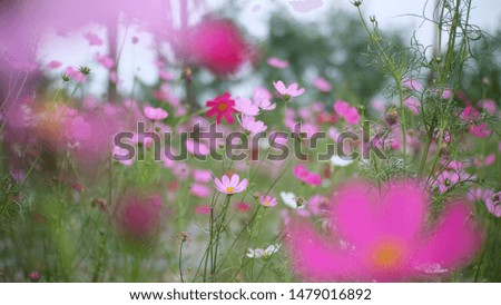 Similar – Image, Stock Photo Flower mixture II Nature