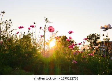 Cosmos Flowers Are Blooming In Garden.