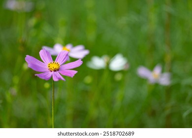 cosmos flowers blooming in the garden - Powered by Shutterstock