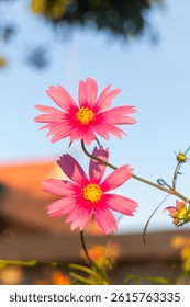 Cosmos flowers blooming in the garden with blue sky background.