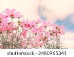 Cosmos flowers blooming in garden,pink cosmos flower blooming in the field,Pink Cosmos bipinnatus or Mexican aster.