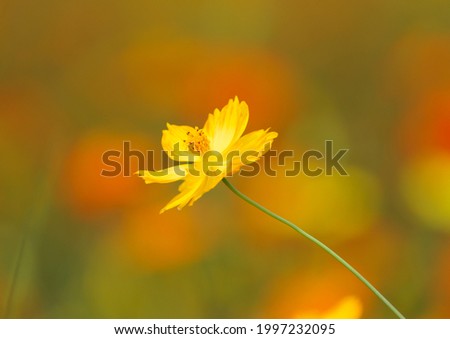 Similar – Goldmohn