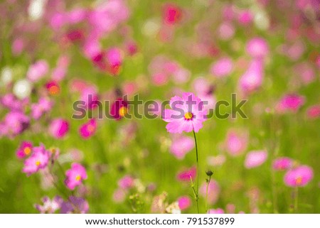 Similar – Once upon a time; flowers and grasses of a flower meadow