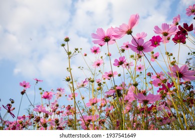 cosmos flowers in the field against bright blue sky with white cloud. - Shutterstock ID 1937541649