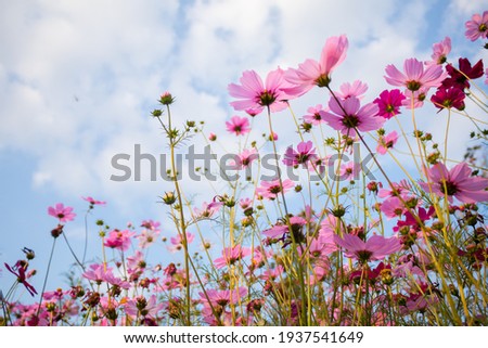 cosmos flowers in the field against bright blue sky with white cloud.